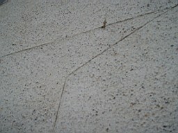 christchurch -2313.jpg